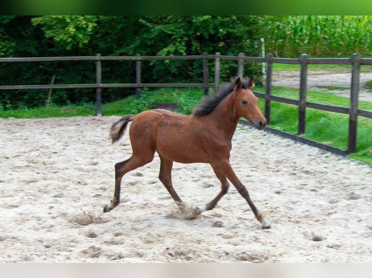 Duitse rijpony Merrie  148 cm Bruin in Gescher