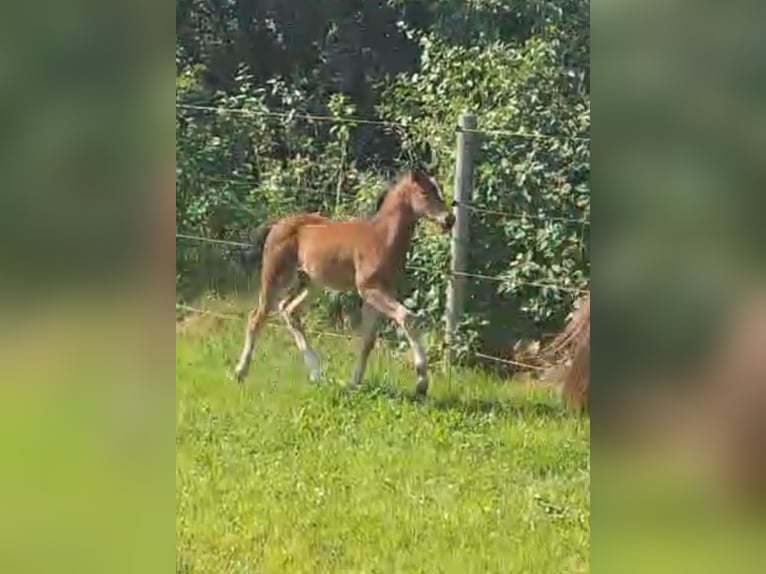 Duitse rijpony Merrie veulen (05/2024) 148 cm Bruin in Schuby