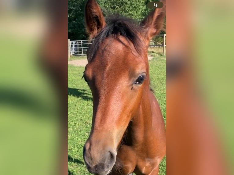 Duitse rijpony Merrie Veulen (04/2025) 148 cm Bruin in Schwerte