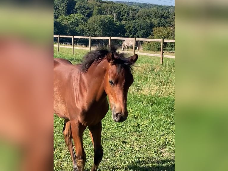Duitse rijpony Merrie Veulen (04/2025) 148 cm Bruin in Schwerte