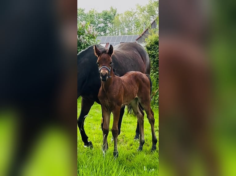 Duitse rijpony Merrie Veulen (04/2025) 148 cm Bruin in Schwerte