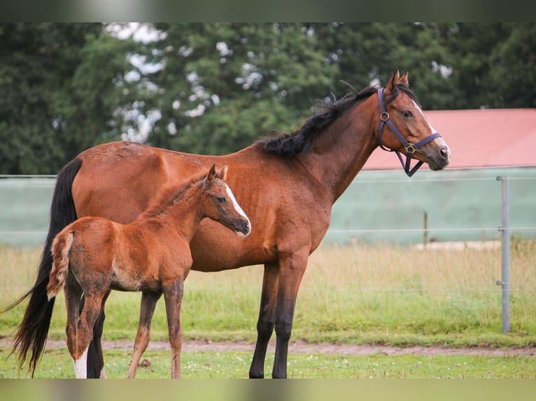 Duitse rijpony Merrie Veulen (01/2025) 148 cm Bruin in Bremerv&#xF6;rde