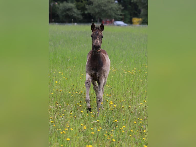 Duitse rijpony Merrie Veulen (04/2026) 148 cm Buckskin in Wanderup