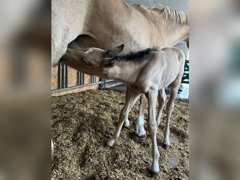 Duitse rijpony Merrie Veulen (05/2025) 148 cm Buckskin in Bad Zwesten