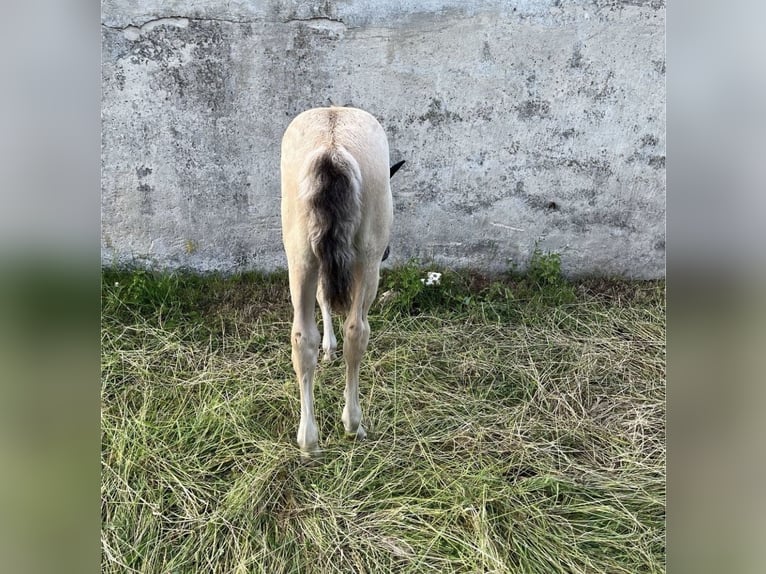 Duitse rijpony Merrie Veulen (05/2025) 148 cm Buckskin in Bad Zwesten