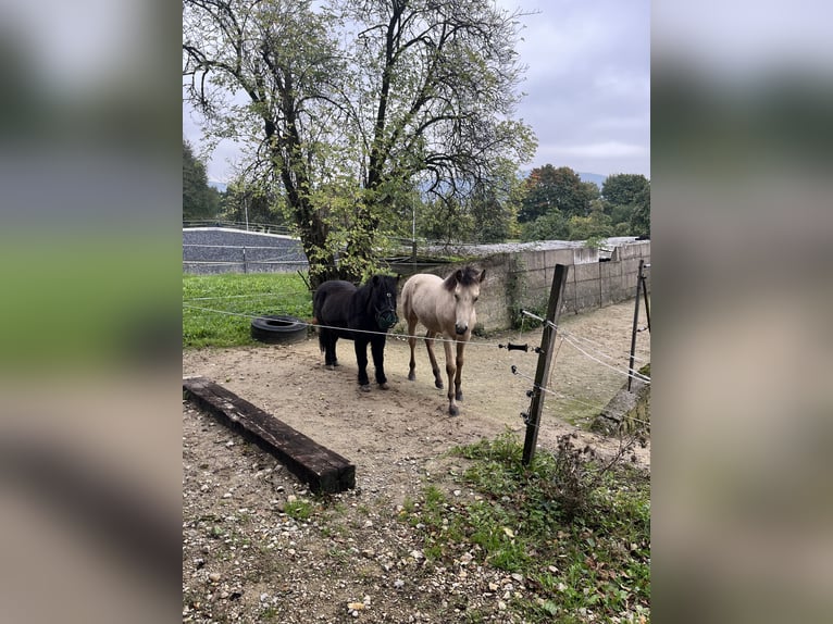 Duitse rijpony Merrie Veulen (05/2025) 148 cm Buckskin in Bad Zwesten