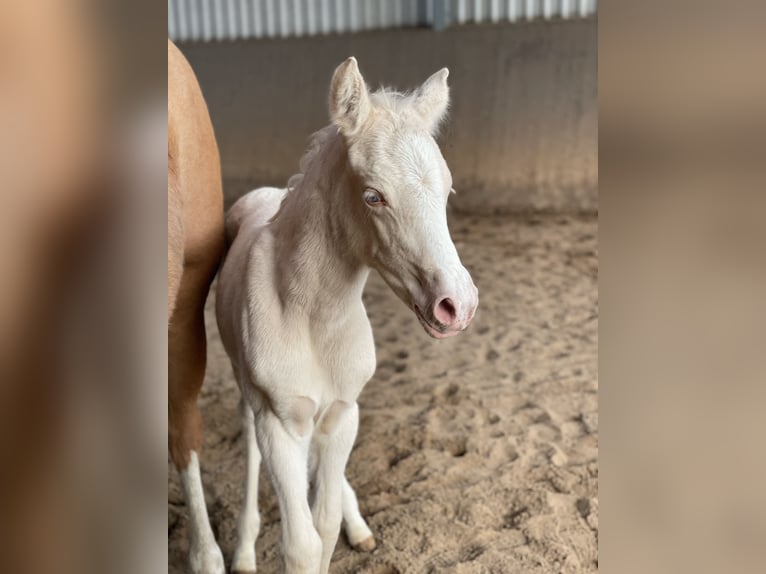 Duitse rijpony Merrie  148 cm Cremello in Hamburg