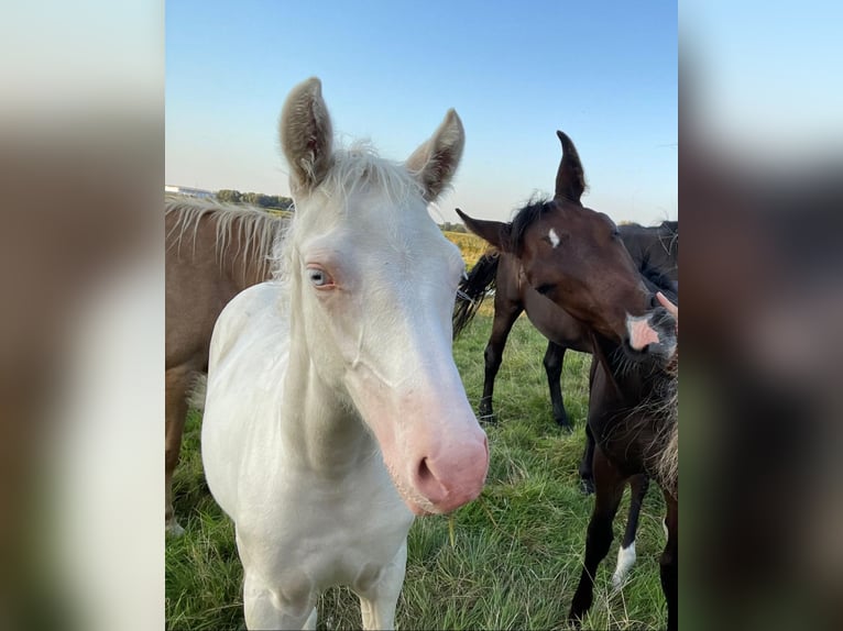 Duitse rijpony Merrie  148 cm Cremello in Hamburg