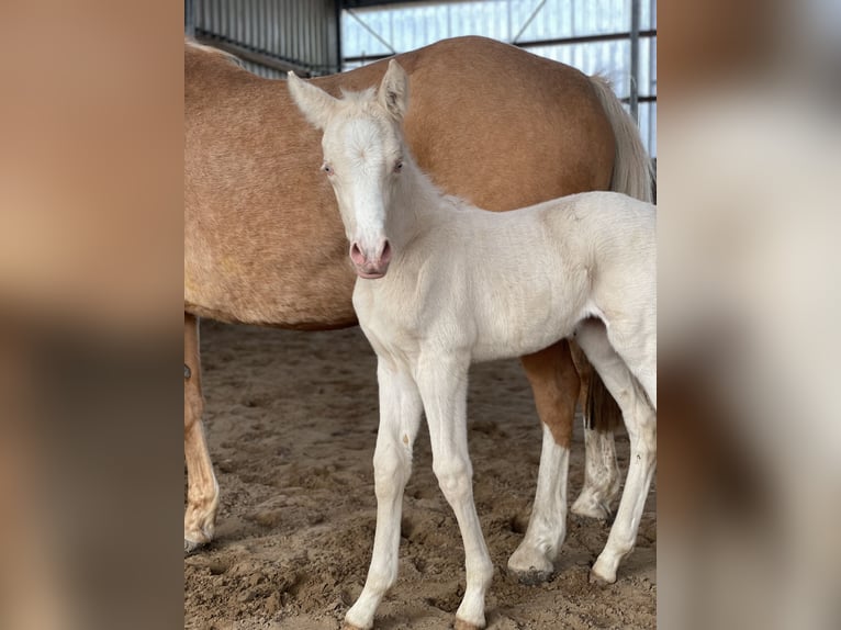 Duitse rijpony Merrie  148 cm Cremello in Hamburg