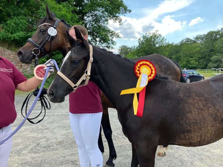 Duitse rijpony Merrie veulen (03/2024) 148 cm Donkerbruin in Dresden