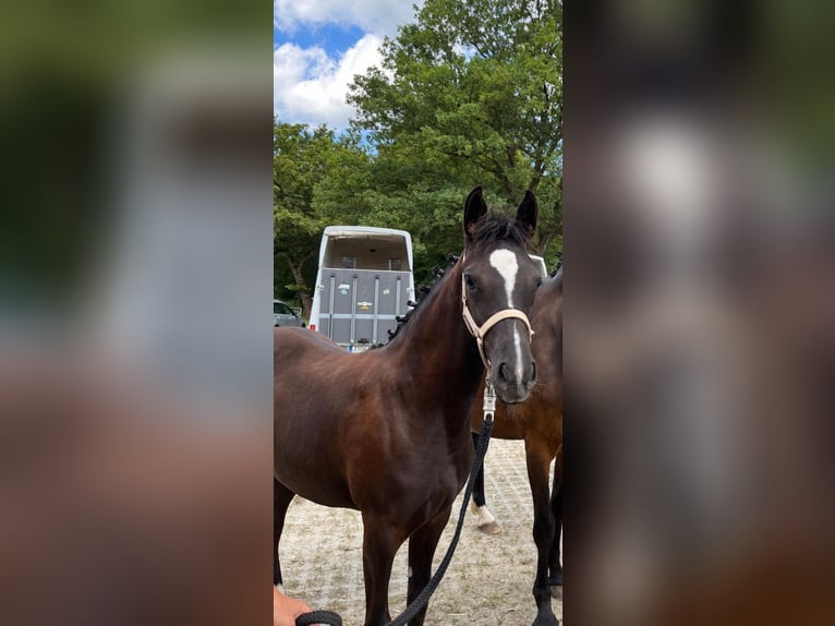 Duitse rijpony Merrie veulen (03/2024) 148 cm Donkerbruin in Dresden