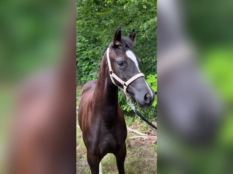 Duitse rijpony Merrie veulen (03/2024) 148 cm Donkerbruin in Dresden