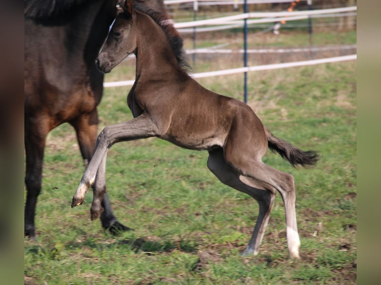 Duitse rijpony Merrie veulen (03/2024) 148 cm Donkerbruin in Dresden