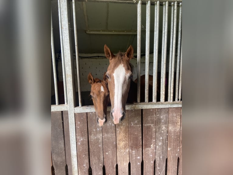 Duitse rijpony Merrie Veulen (05/2025) 148 cm Donkere-vos in Peheim