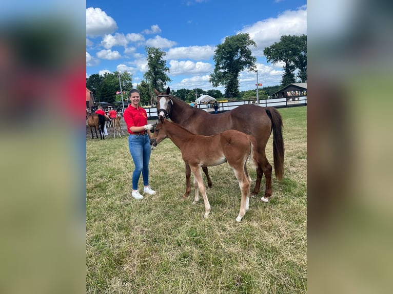 Duitse rijpony Merrie Veulen (05/2025) 148 cm Donkere-vos in Peheim