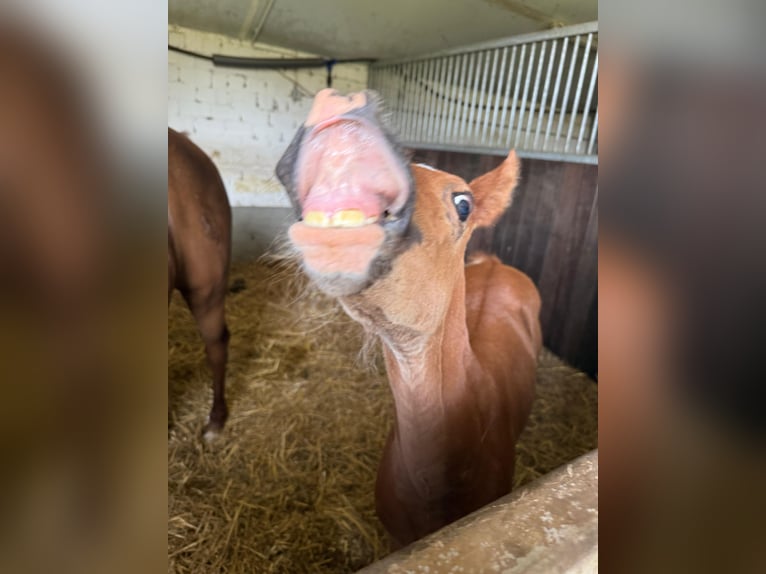 Duitse rijpony Merrie Veulen (05/2025) 148 cm Donkere-vos in Peheim