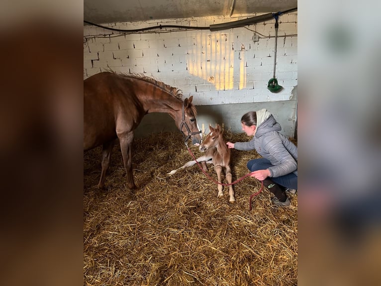 Duitse rijpony Merrie Veulen (05/2025) 148 cm Donkere-vos in Peheim