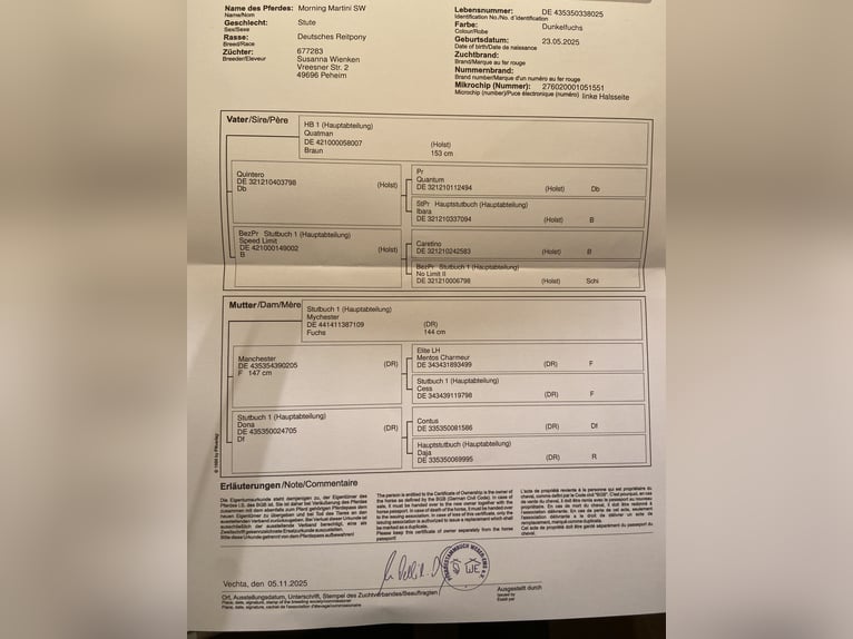 Duitse rijpony Merrie Veulen (05/2025) 148 cm Donkere-vos in Peheim