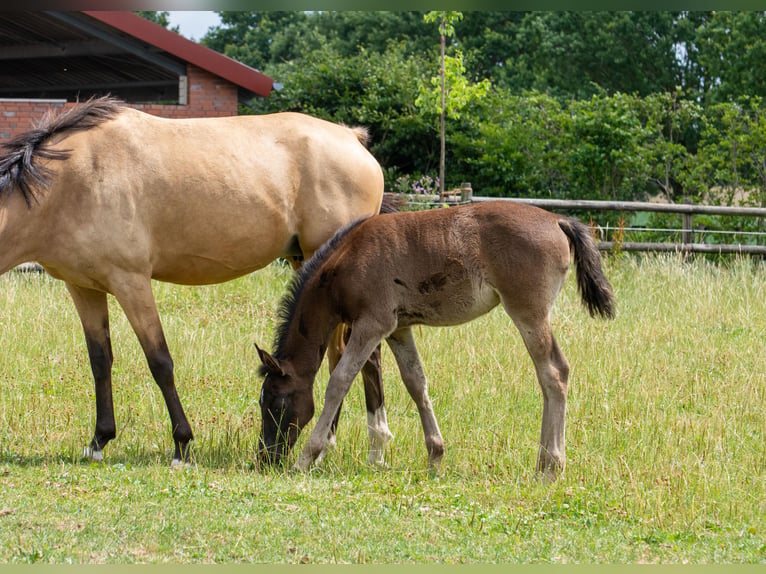 Duitse rijpony Merrie Veulen (05/2026) 148 cm  in Raesfeld