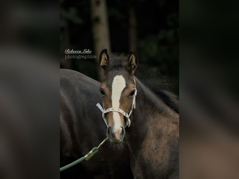 Duitse rijpony Merrie Veulen (05/2025) 148 cm in Hagen