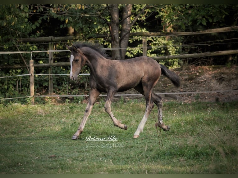 Duitse rijpony Merrie Veulen (05/2025) 148 cm in Hagen