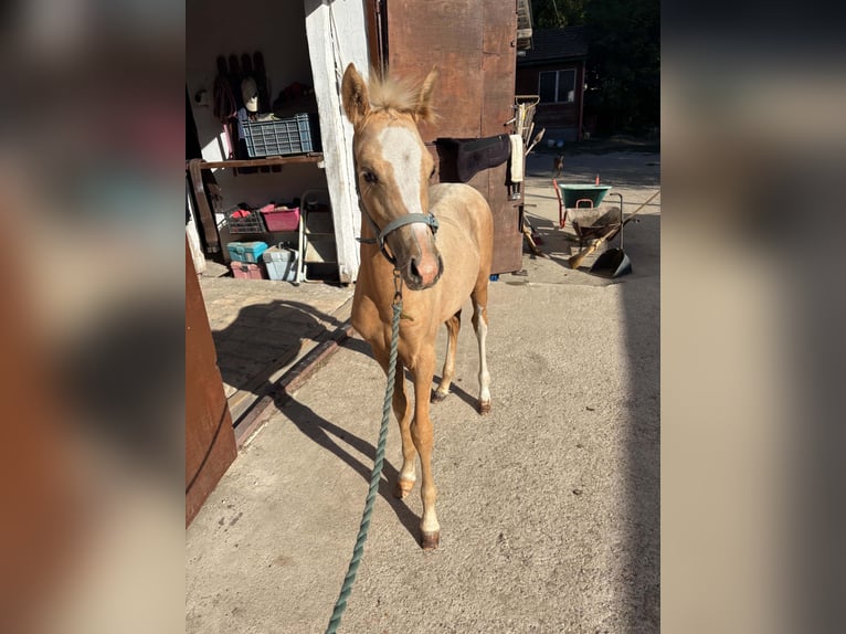 Duitse rijpony Merrie Veulen (05/2026) 148 cm Palomino in Weiterstadt