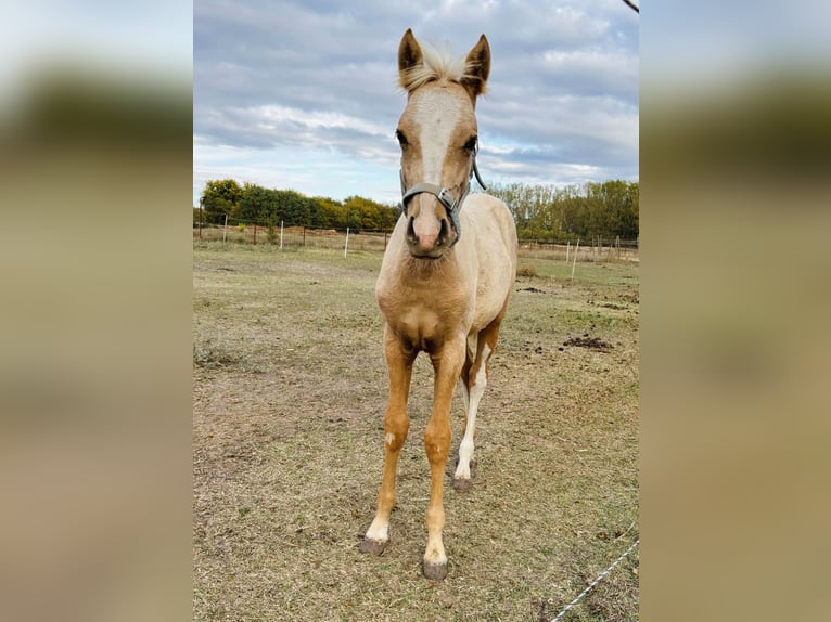 Duitse rijpony Merrie Veulen (05/2026) 148 cm Palomino in Weiterstadt