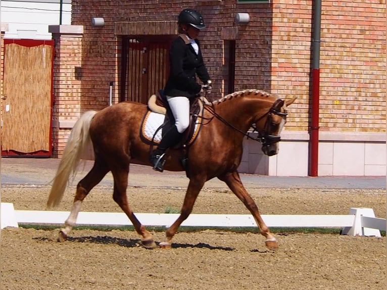 Duitse rijpony Merrie Veulen (05/2026) 148 cm Palomino in Weiterstadt