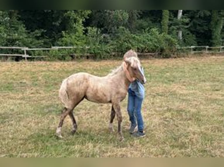 Duitse rijpony Merrie Veulen (04/2026) 148 cm Palomino in Ostbevern