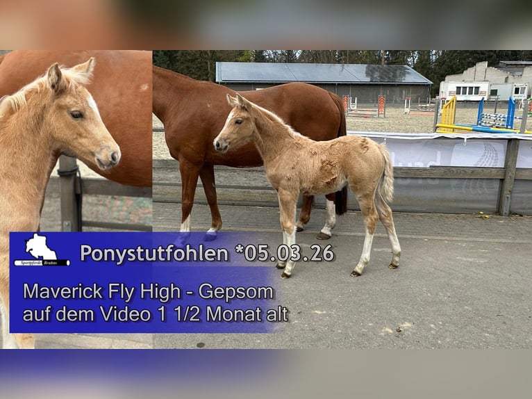 Duitse rijpony Merrie Veulen (03/2026) 148 cm Palomino in Seetz