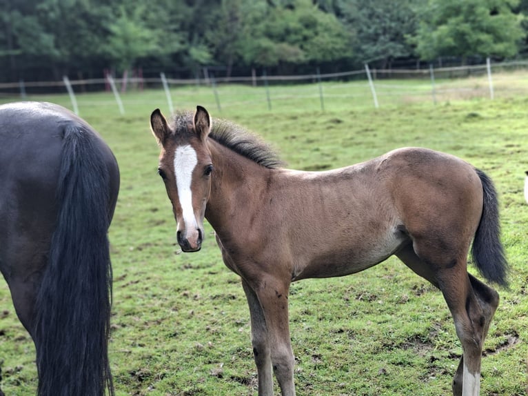 Duitse rijpony Merrie Veulen (05/2025) 148 cm Red Dun in Hagen