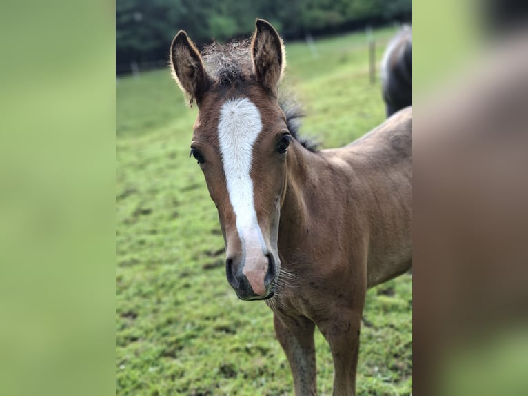 Duitse rijpony Merrie Veulen (05/2025) 148 cm Red Dun in Hagen