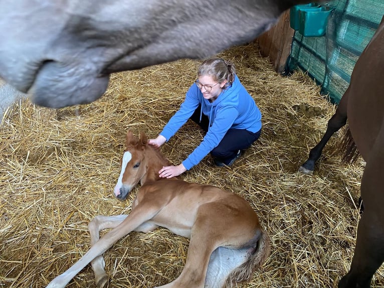 Duitse rijpony Merrie  148 cm Vos in Sontra