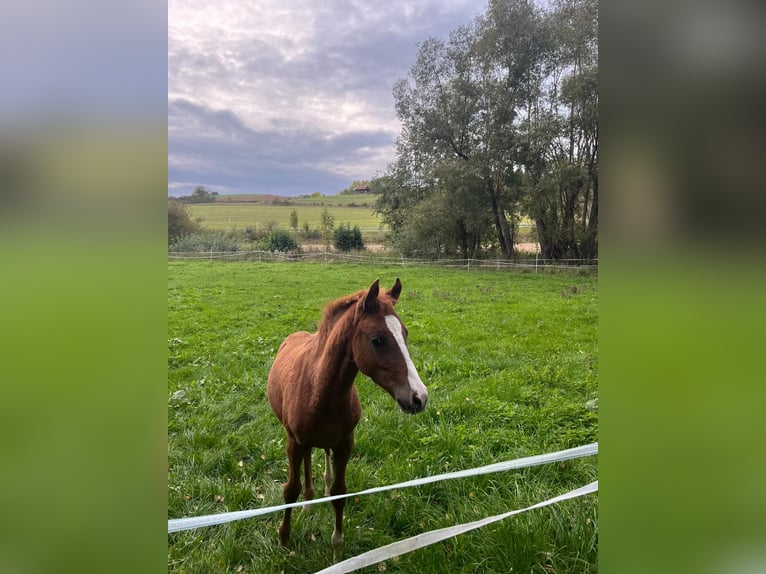 Duitse rijpony Merrie Veulen (05/2025) 148 cm Vos in Sontra