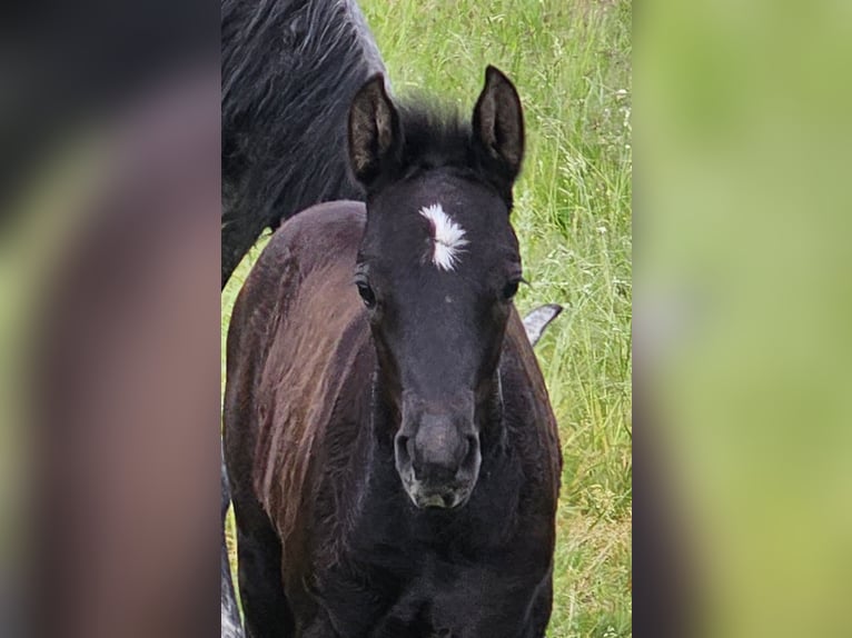 Duitse rijpony Merrie veulen (04/2024) 148 cm Zwartschimmel in Walchum