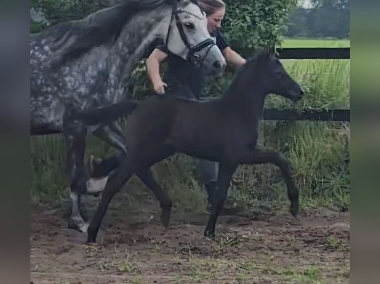 Duitse rijpony Merrie veulen (04/2024) 148 cm Zwartschimmel in Walchum