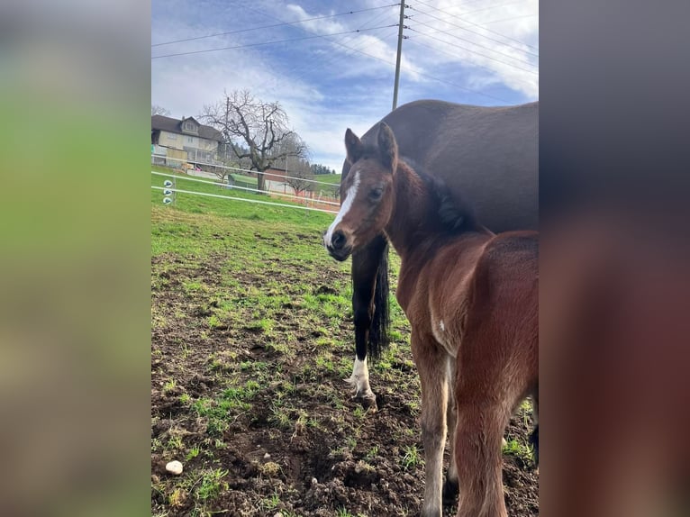 Duitse rijpony Merrie  150 cm Bruin in Heiligenschwendi