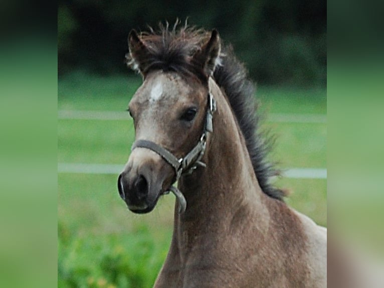 Duitse rijpony Merrie Veulen (06/2026) 150 cm Buckskin in Temnitzquell
