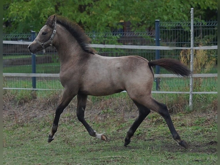 Duitse rijpony Merrie Veulen (06/2026) 150 cm Buckskin in Temnitzquell