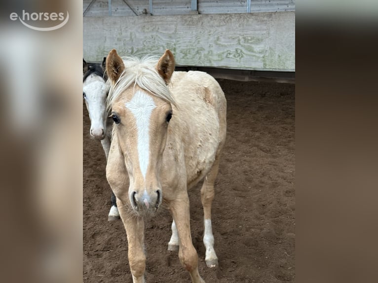 Duitse rijpony Mix Merrie Veulen (03/2026) 150 cm Palomino in Buchen (Odenwald)