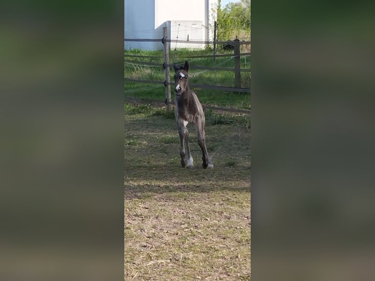 Duitse rijpony Merrie  155 cm Buckskin in Plankstadt