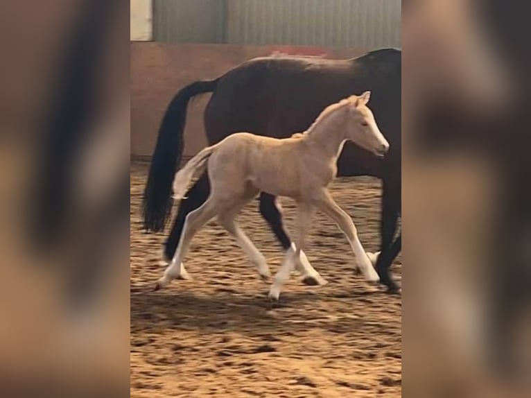 Duitse rijpony Merrie Veulen (03/2025) 155 cm Palomino in Achim