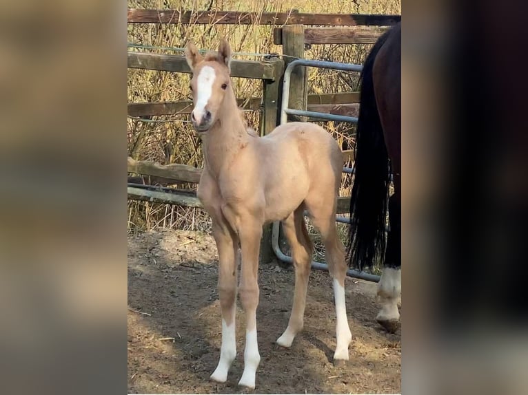 Duitse rijpony Merrie Veulen (03/2025) 155 cm Palomino in Achim