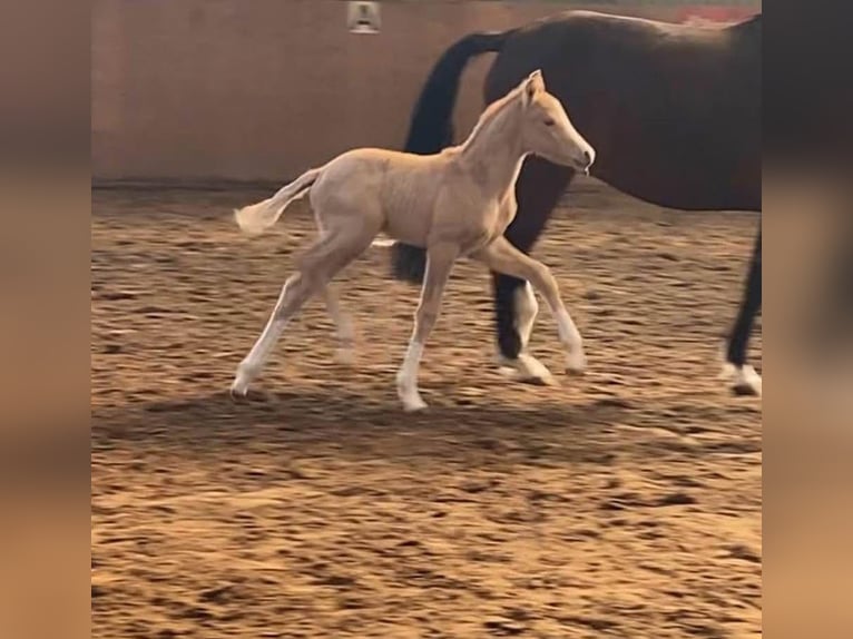 Duitse rijpony Merrie Veulen (03/2025) 155 cm Palomino in Achim