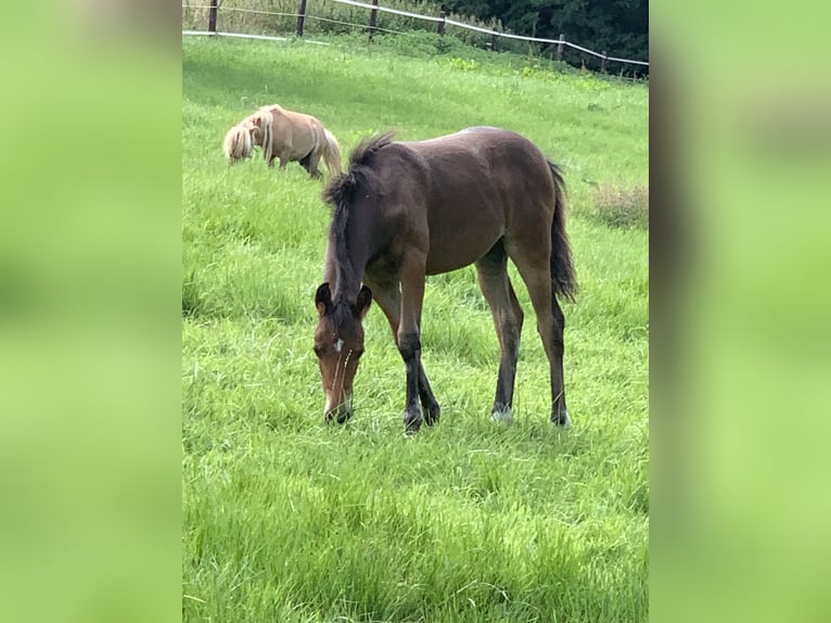 Duitse rijpony Merrie veulen (04/2023) Brauner in Billerbeck
