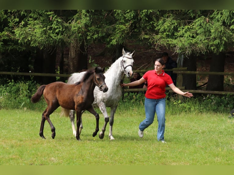 Duitse rijpony Merrie Veulen (02/2025) Brown Falb schimmel in Frankenberg (Eder)