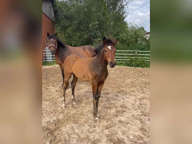 Duitse rijpony Merrie veulen (04/2024) Bruin in Bienenbüttel