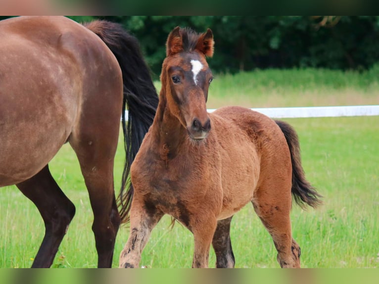 Duitse rijpony Merrie Veulen (03/2026) Bruin in Göttingeningen