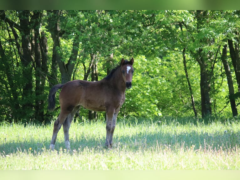 Duitse rijpony Merrie Veulen (03/2026) Bruin in Göttingeningen