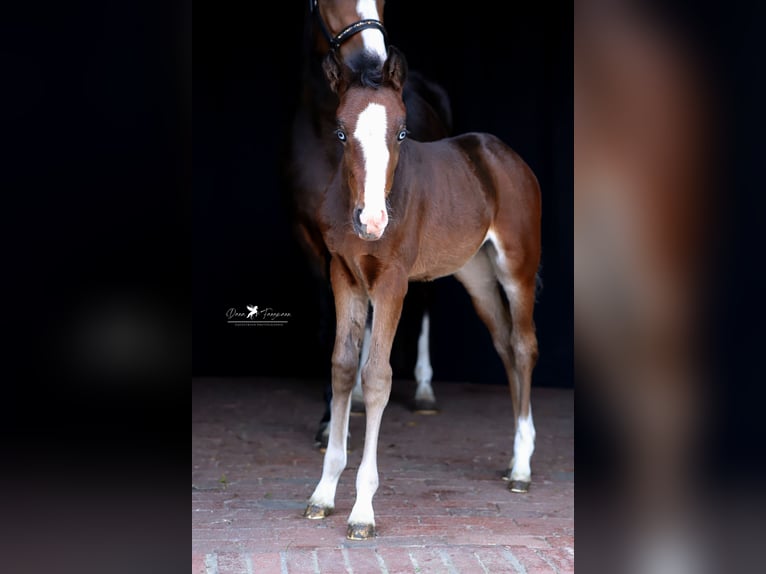 Duitse rijpony Merrie  Bruin in Neuenkirchen-Vörden